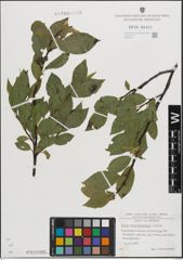 Foto von Salix mielichhoferi Saut.